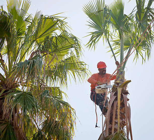 Tree Branch Trimming in Covington, GA